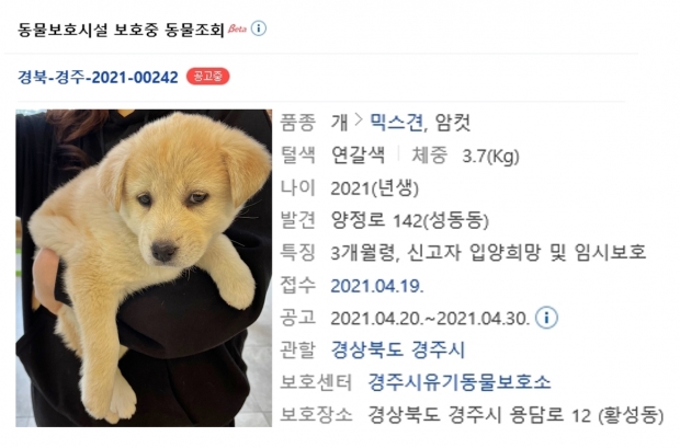 동물보호관리시스템에 게재된 유기동물 공고 발췌