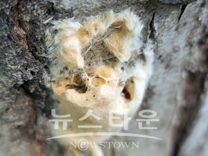 매미나방 알집
