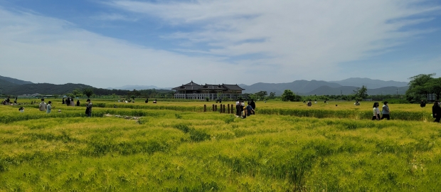 경주 분황사 인근 청보리밭에 많은 관광객들이 찾아 푸르름을 즐기고 있다