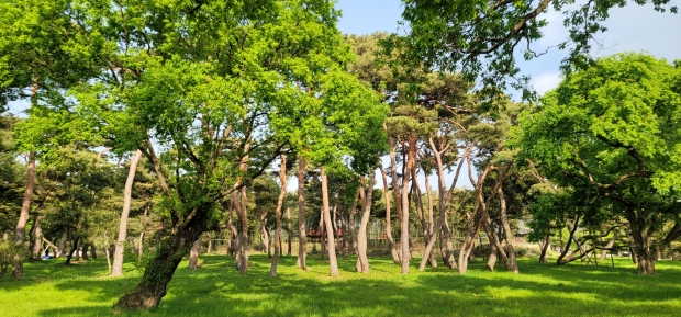 대나무 숲길 정비로 새 단장(소나무전경)