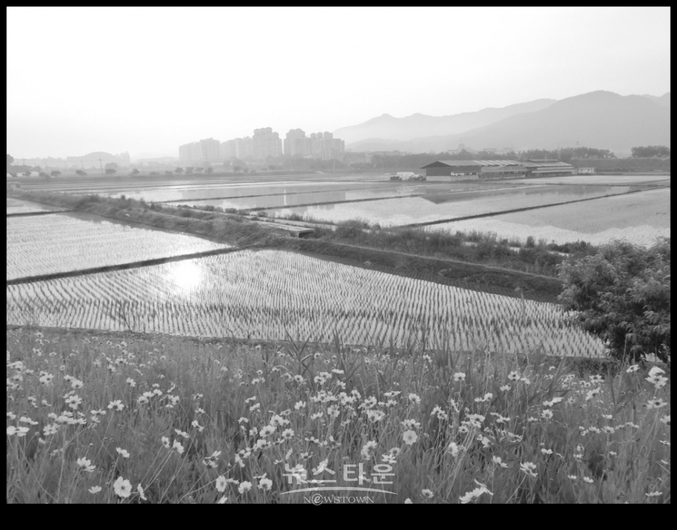 흑백사진으로 본 농촌아침
