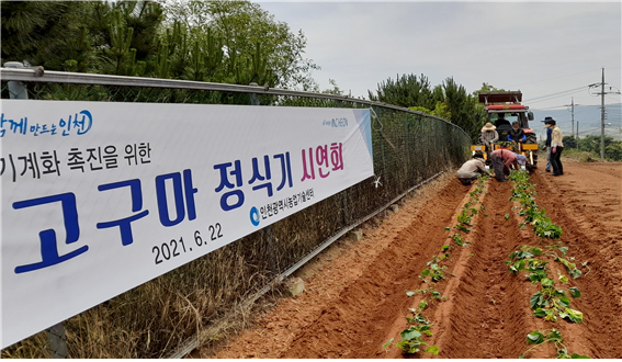 고구마 정식기 시연회 사진
