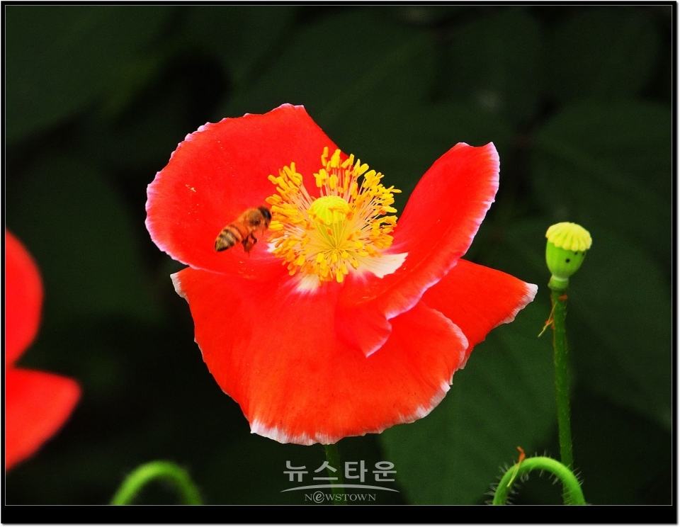 2021년 6월 문막읍 동화3리  개인농가의 양귀비꽃. 색갈이 다채롭다.