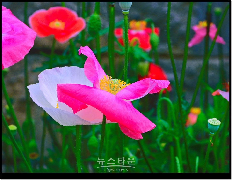 2021년 6월 문막읍 동화3리  개인농가의 양귀비꽃. 색갈이 다채롭다.