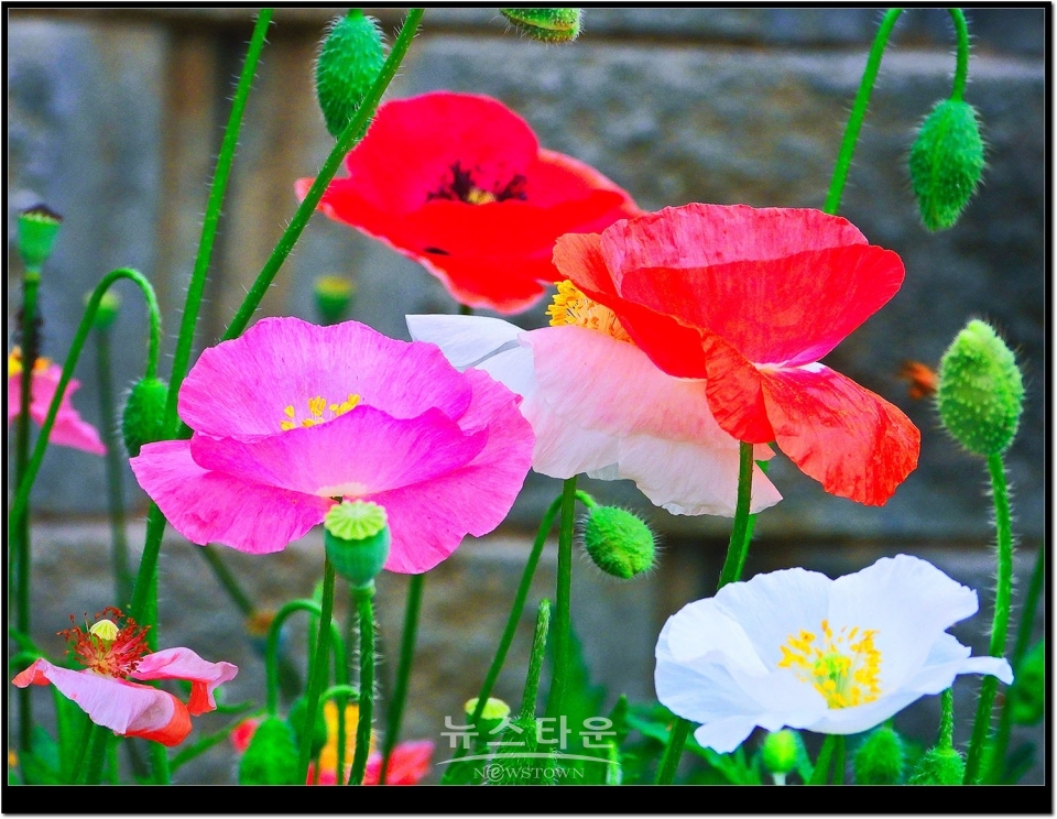 2021년 6월 문막읍 동화3리  개인농가의 양귀비꽃. 색갈이 다채롭다.