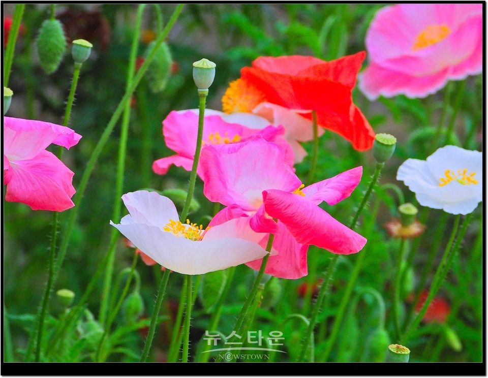 2021년 6월 문막읍 동화3리  개인농가의 양귀비꽃. 색갈이 다채롭다.