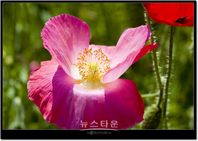 원주시 판부면 서곡리 용수골 양귀비  2008년 6월 촬영