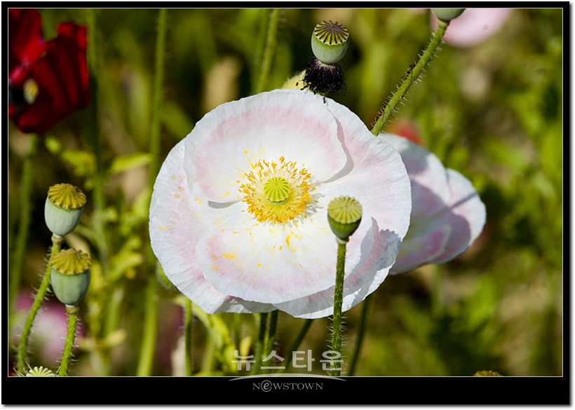 원주시 판부면 서곡리 용수골 양귀비  2008년 6월 촬영