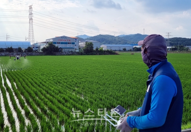 벼 먹노린재 도론 사전방제