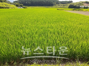 고품질 쌀 생산을 위한 이삭거름