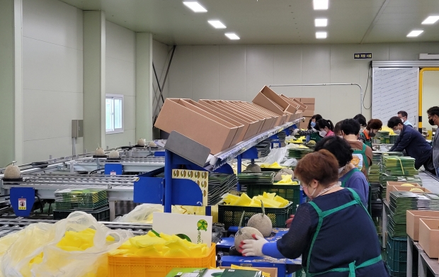 경주시 농산물산지유통센터에서 ‘이사금 멜론’ 선별작업을 하고 있다