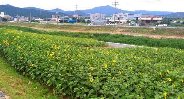 해바라기 단지가 조성된 모습