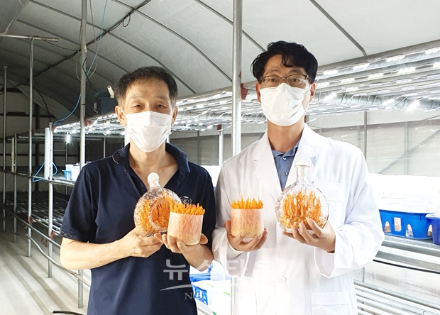 충주시농업기술센터가 약용버섯 재배 농업회사법인 코미와 함께 기존 동충하초의 유효 성분을 증대할 수 있는 신 재배법과 다양한 가공제품, 체험 키트 등의 개발에 성공했다.