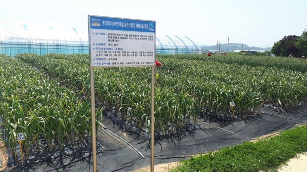 마늘 품종선발 재배시험