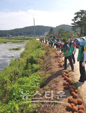 염솔천 ‘EM흙공 던지기’ 행사