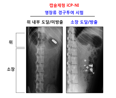 사진설명: iCP-NI 캡슐제형 영장류 (원숭이) 투여시험 결과, 위 내부에서는 약물이 방출되지 않고 소장에 도달해서 캡슐이 용해되어 약물이 방출됨을 증명