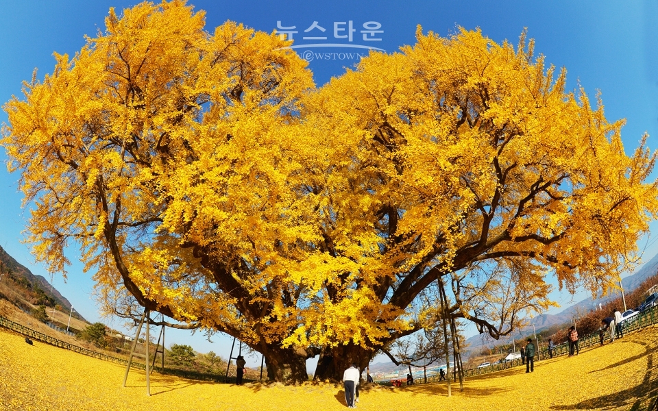 반계리은행나무