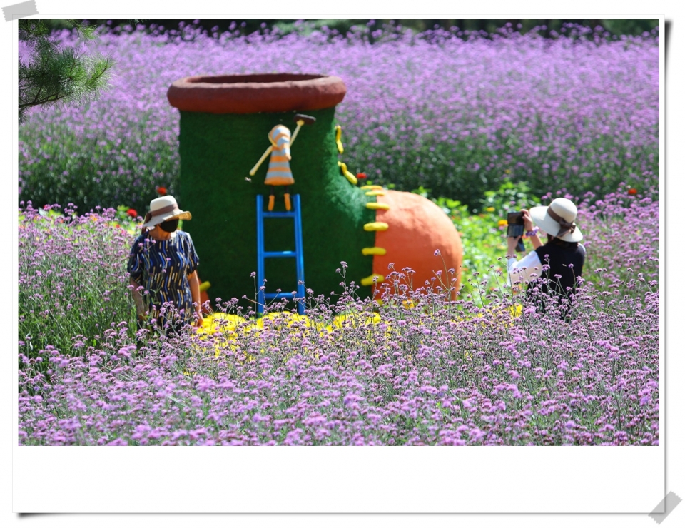 인제 가을꽃 축제현장