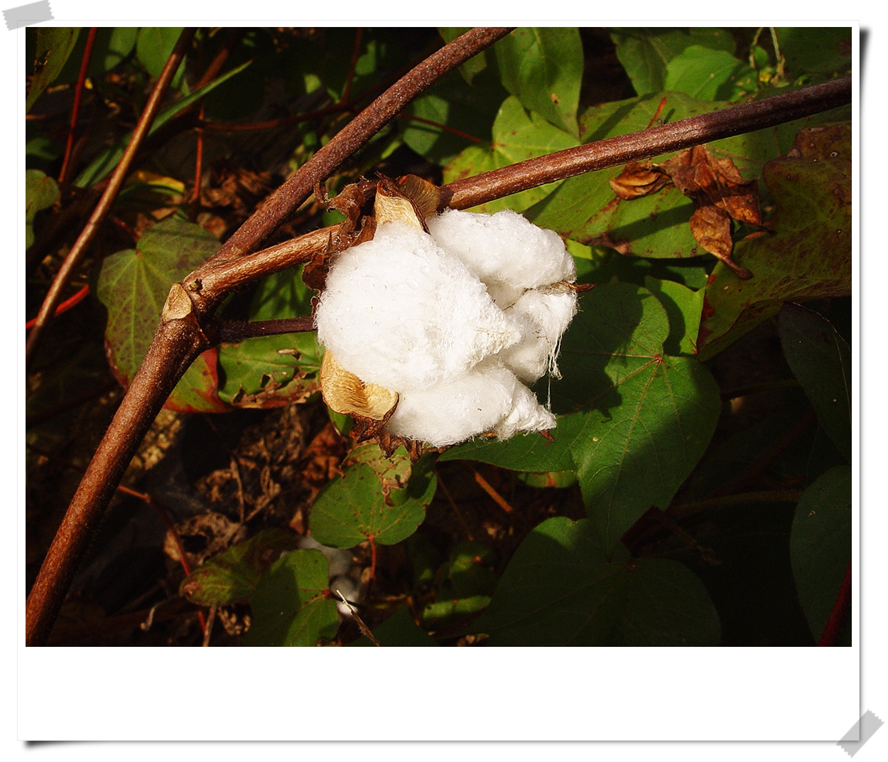 목화꽃과 열매 그리고 솜