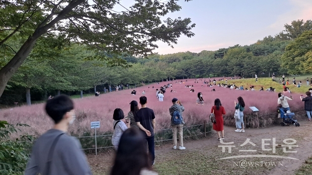 사진은 2021년 10월 초 서울 송파 올림픽공원 내 핑크뮬리 물결에 몰려든 사람들, 이곳에는 마치 코로나19와는 상관 없다는 듯 많은 인파가 촬영에 열중이다.