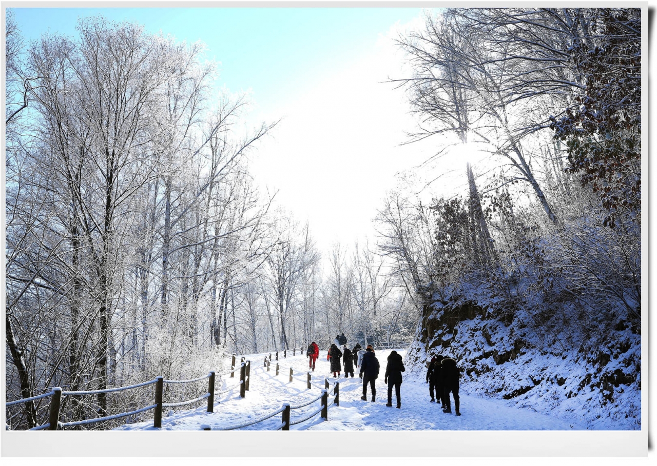 인제 자작나무숲의 겨울