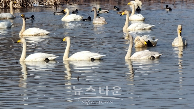 합덕제의 큰고니