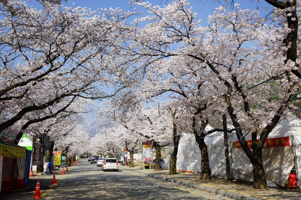 계룡산 동학사 벚꽃