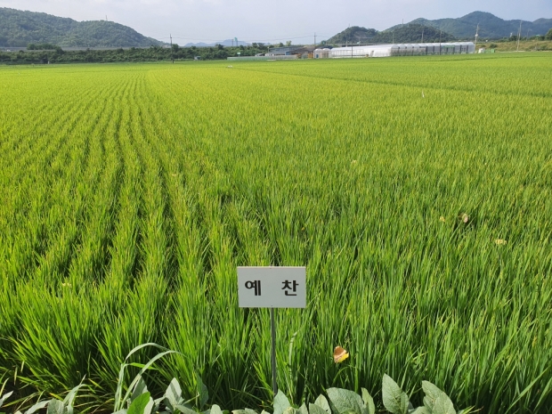 예찬벼 재배단지(2021)