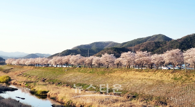 청양군 청남면 왕진로 왕벚꽃