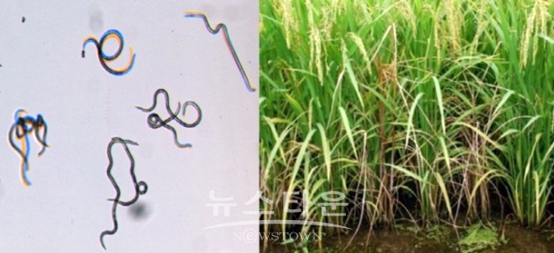 벼잎선충·키다리병