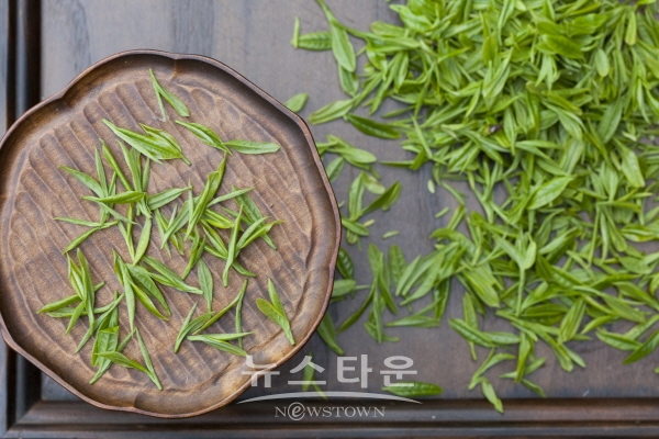 하동 야생녹차