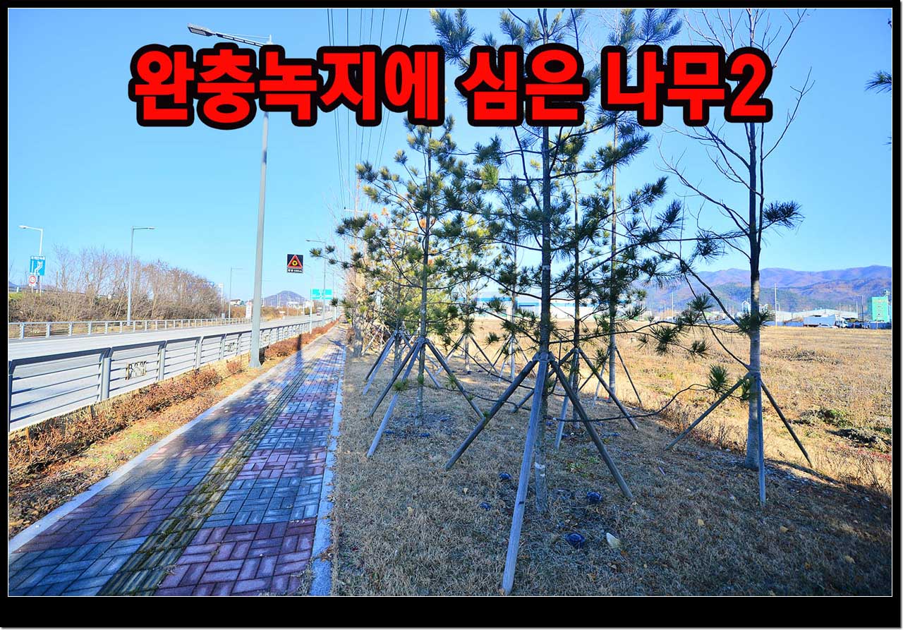 구, 42번국도변 완충지대에 심은 미세먼지 저감나무