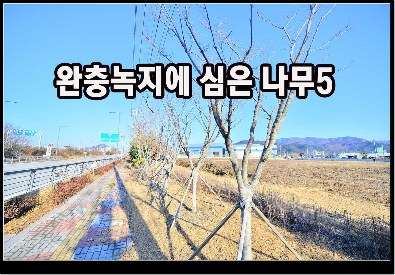 구, 42번국도변 완충지대에 심은 미세먼지 저감나무