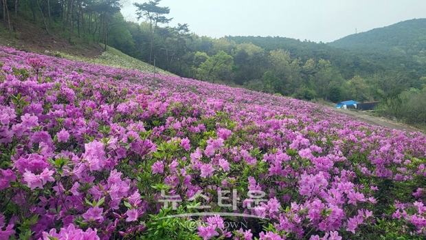 철쭉동산