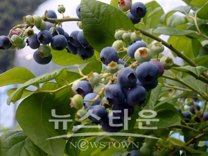 청양 블루베리
