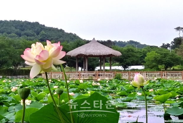 합덕제