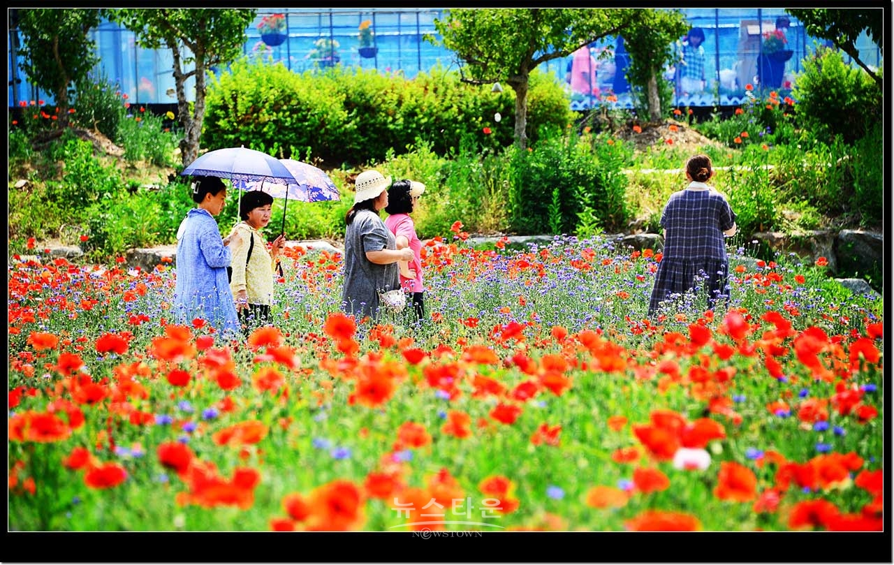 용수골 꽃양귀비축제장