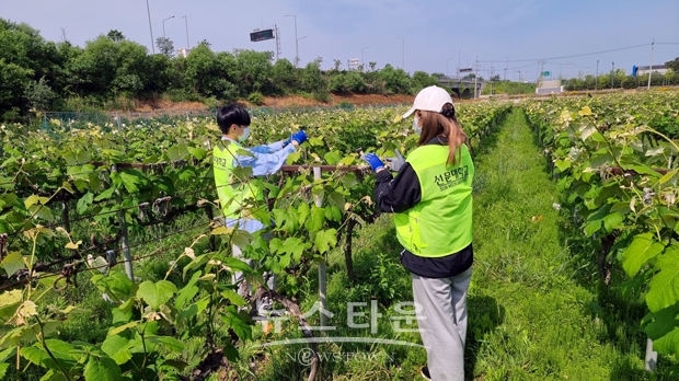 포도 순자르기 봉사활동