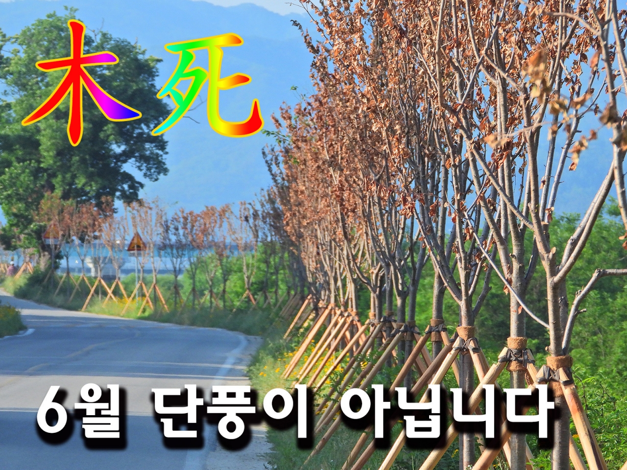원주시산림조합 식재한 나무 보름만에 80~90% 고사