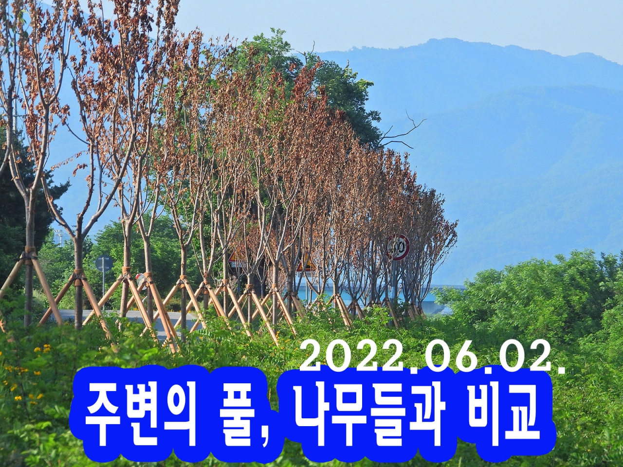 원주시산림조합 식재한 나무 보름만에 80~90% 고사