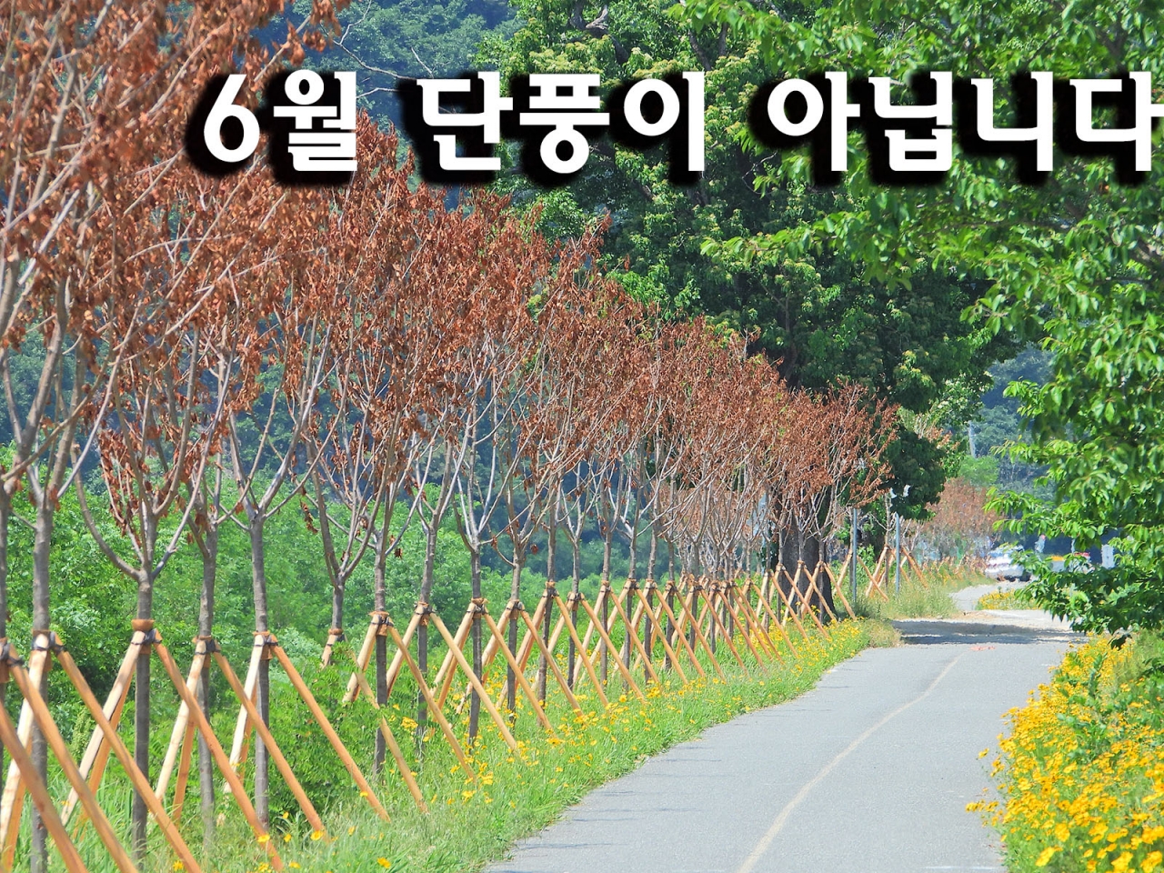 원주시산림조합 식재한 나무 보름만에 80~90% 고사