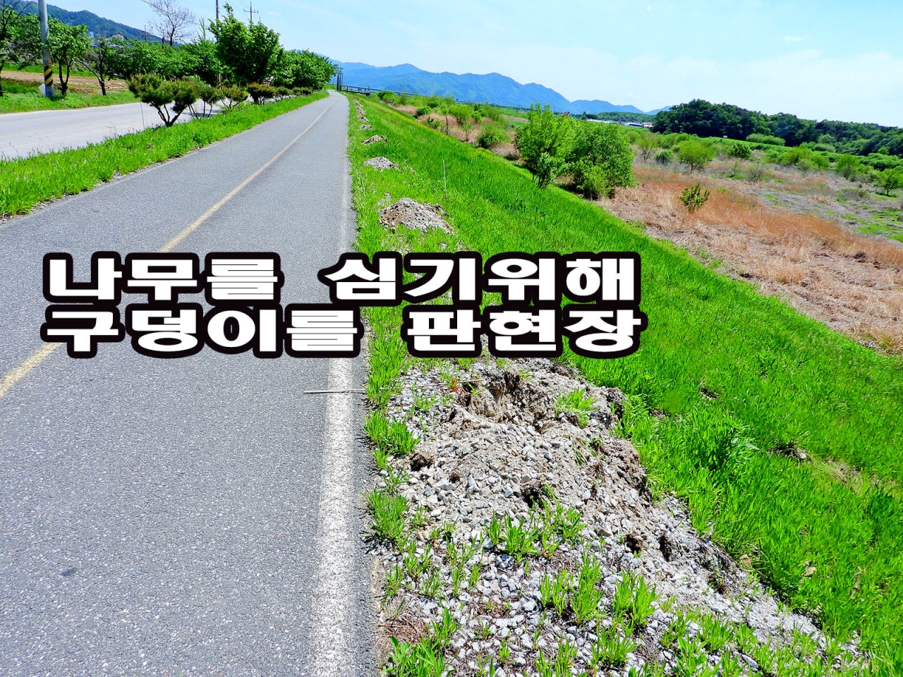 원주시산림조합 식재한 나무 보름만에 80~90% 고사