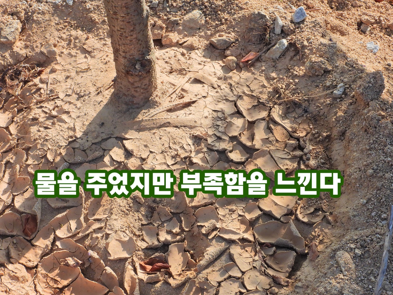 원주시산림조합 식재한 나무 보름만에 80~90% 고사