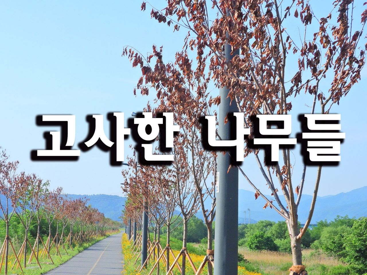 원주시산림조합 식재한 나무 보름만에 80~90% 고사