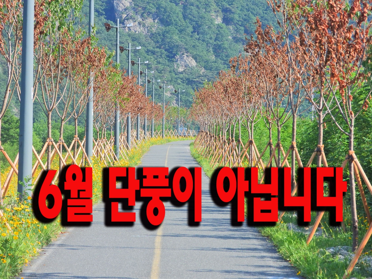원주시산림조합 식재한 나무 보름만에 80~90% 고사