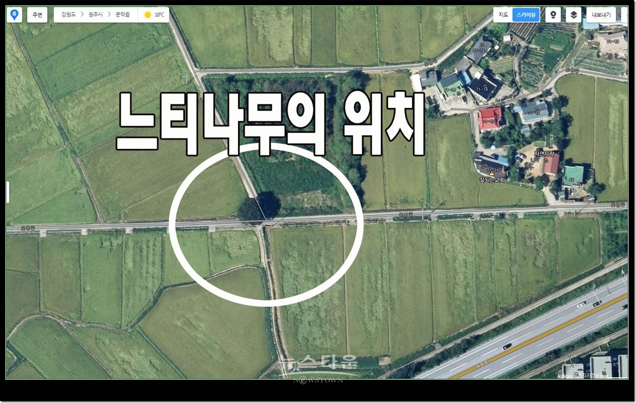 살아있을때 느티나무