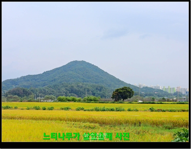 살아있을때 느티나무