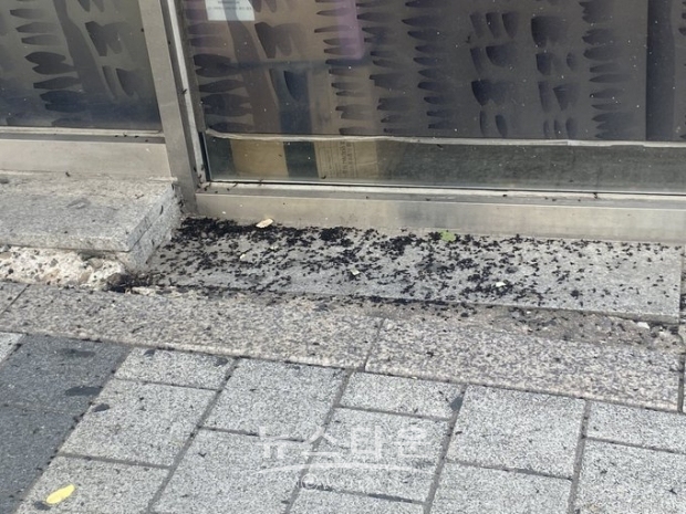 연신내 지역 러브버그 (출처:SNS)