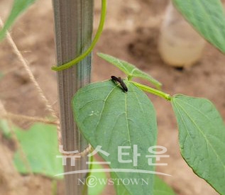 러브버그 (출처:SNS)