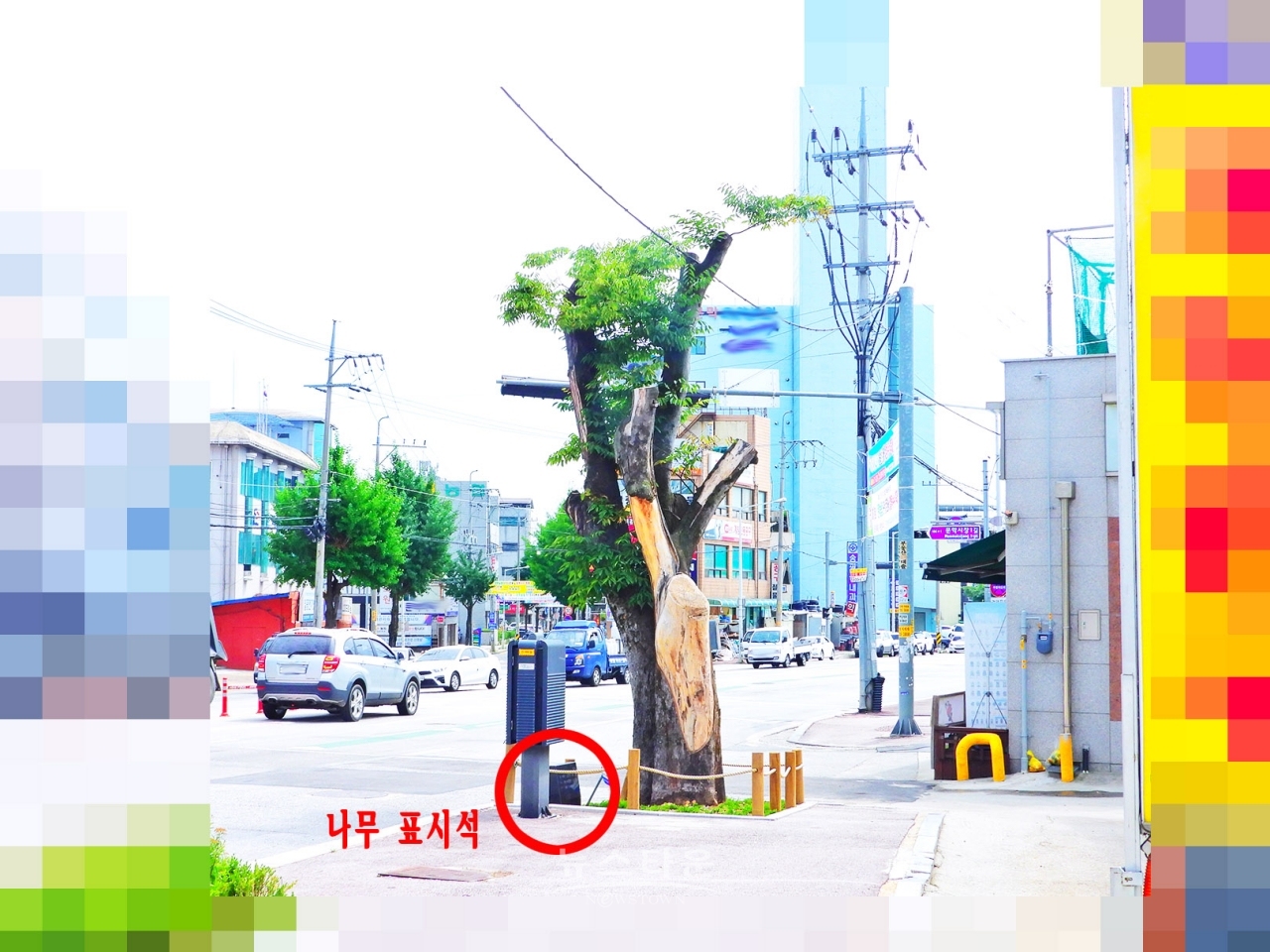 문막지서 옛터 이승만 대통령 느티나무